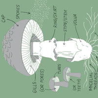 Mushroom Hunting Book
