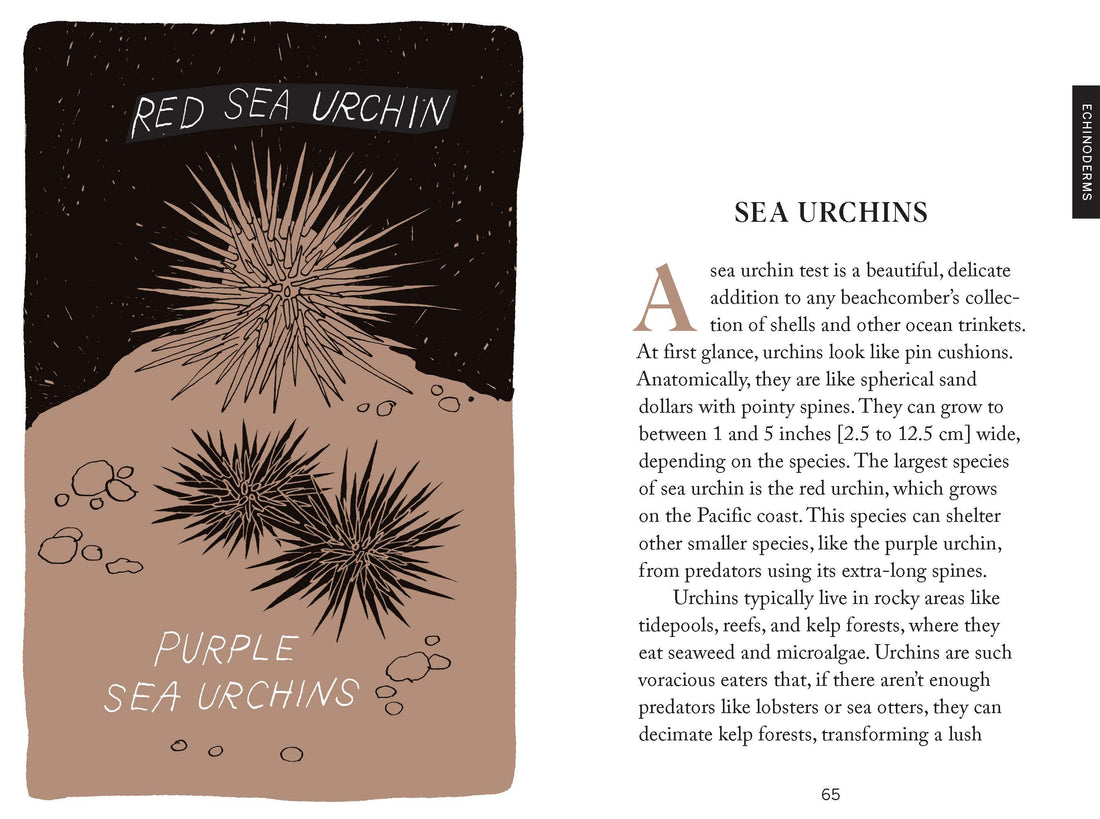 Beachcombing Book