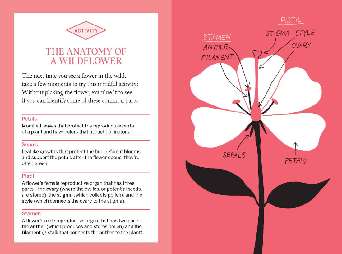 Pocket Nature: Flower Finding Book