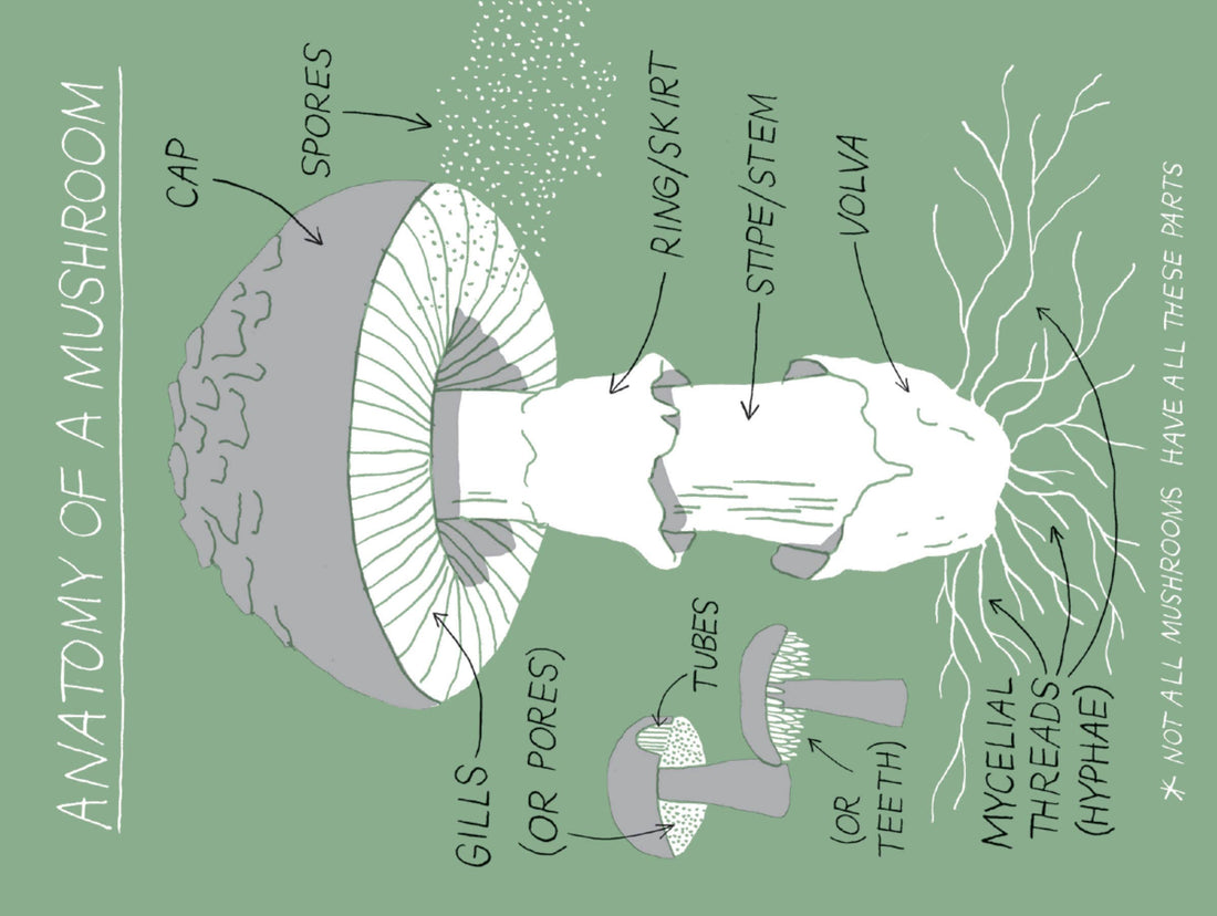 Mushroom Hunting Book